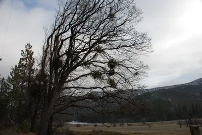 Yreka - 12 - 23 - 2007a (6) (Large).JPG